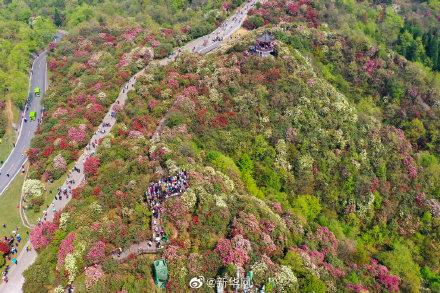 百里杜鹃最新招聘｜百里杜鹃招聘信息发布