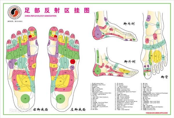 最新足部反射区示意图-足部反射区图解更新版